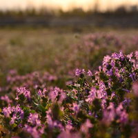 夕焼けに照らされた草原に群生するピンクの花の写真