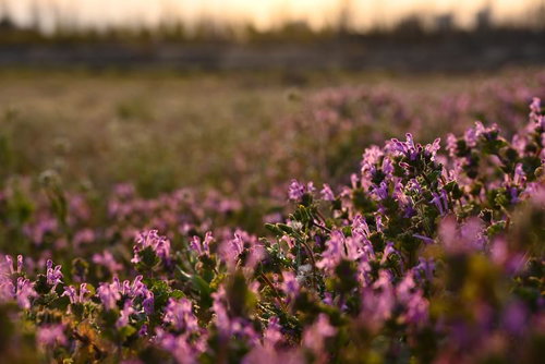 夕焼けに照らされた草原に群生するピンクの花