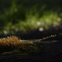 足元の森に広がる苔 - 木漏れ日に照らされた地被植物のマクロ撮影の写真