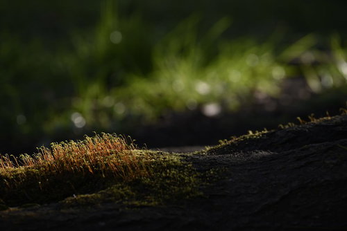 足元の森に広がる苔 - 木漏れ日に照らされた地被植物のマクロ撮影