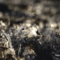 足元に立ち並ぶ霜柱の写真