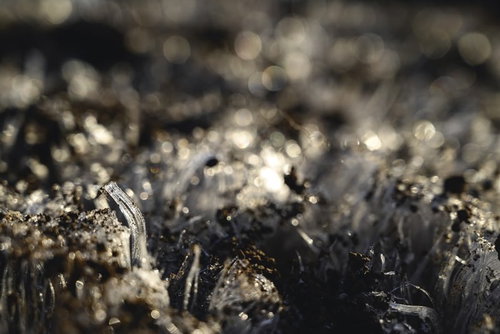 足元に立ち並ぶ霜柱