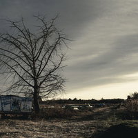 農地に残された一本の枯れ木と広がる冬の荒地風景の写真