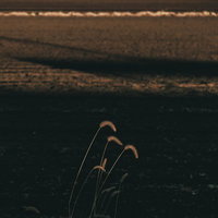 夕暮れの農地に浮かび上がる人物のシルエットの写真