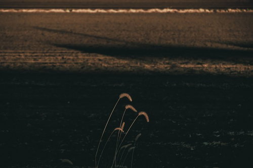 夕暮れの農地に浮かび上がる人物のシルエット