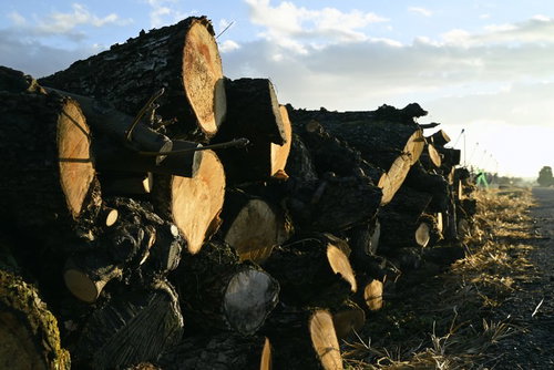 道端に積み重ねられた丸太と切り株、木材の断面