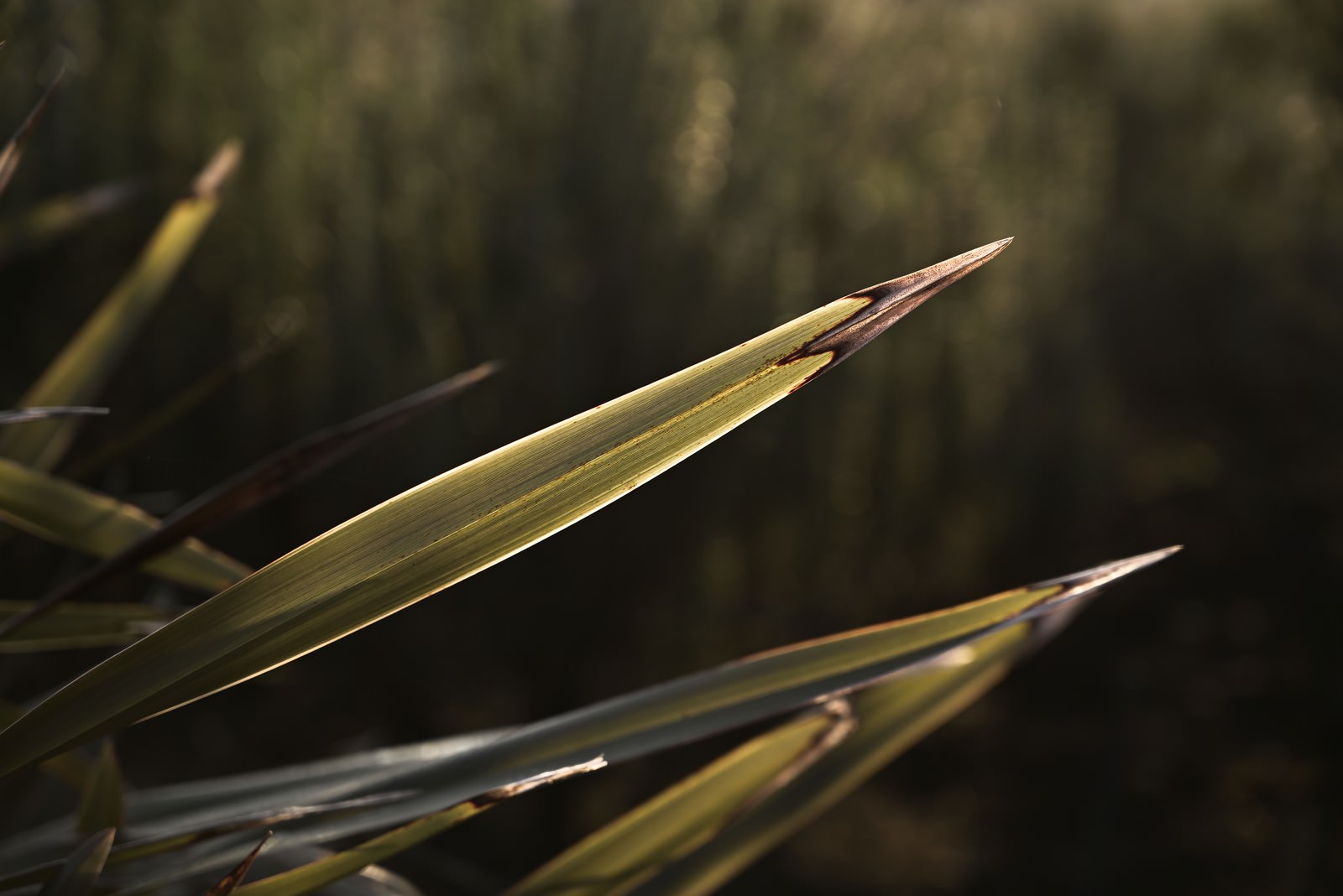 暗い背景に浮かび上がる鋭く尖った植物の葉先