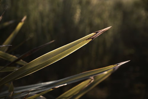 鈍い光に浮かび上がる鋭い葉先の逆光と葉脈