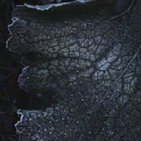 霜が付いた葉脈のディテール - 冬の自然クローズアップの写真