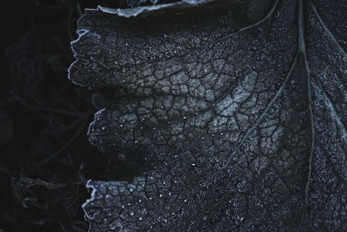 霜が付いた葉脈のディテール - 冬の自然クローズアップ