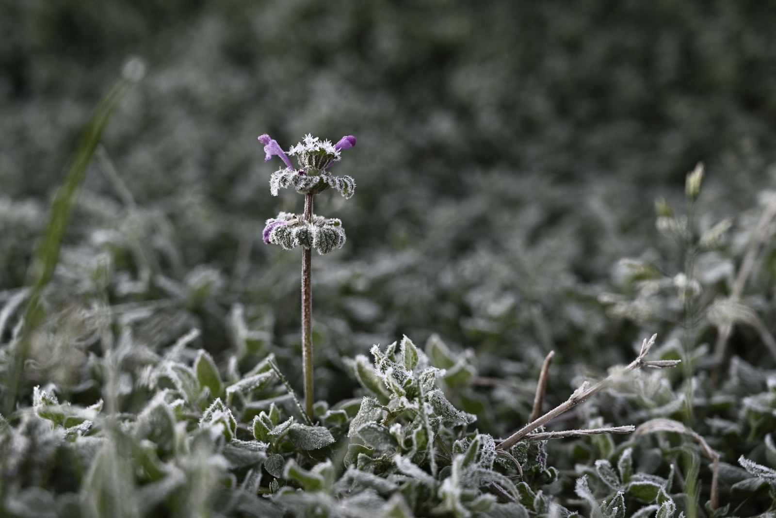 霜が付着した紫色の花を持つホトケノザの植物