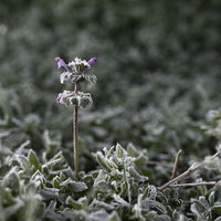 霜を纏う紫色のホトケノザの写真