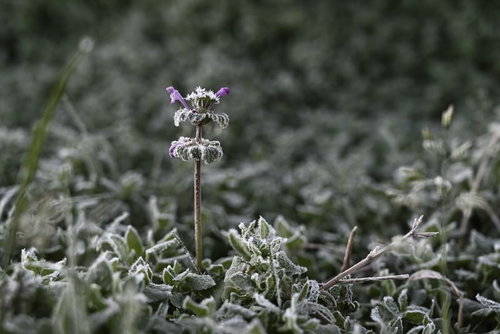 霜を纏う紫色のホトケノザ