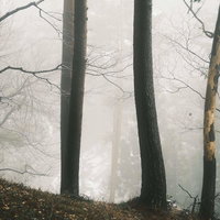朝霧に包まれた森の木々とシルエットの風景の写真