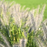 風にそよぐチカラシバの群生の写真