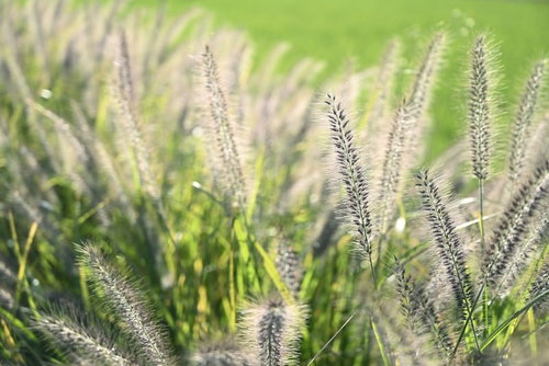 風にそよぐチカラシバの群生