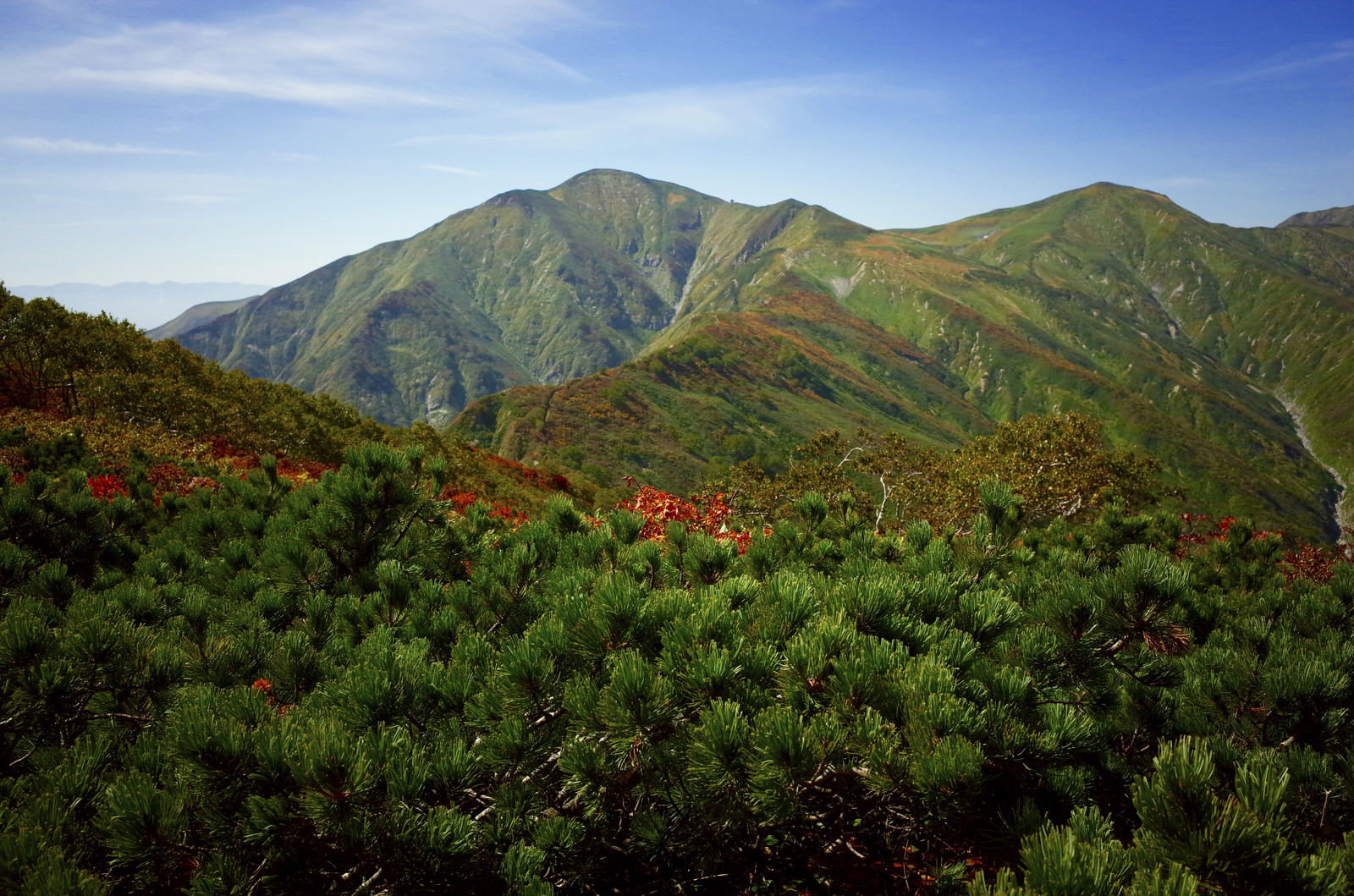 ハイマツの緑と赤い紅葉が美しい大朝日岳の山岳風景