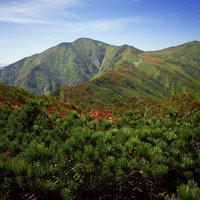 秋の大朝日岳、ハイマツと紅葉が彩る100名山の稜線の写真