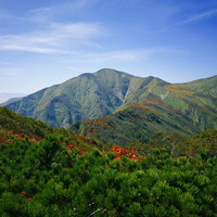 秋のハイマツ帯の向こうに見える日本百名山・大朝日岳の山頂の写真