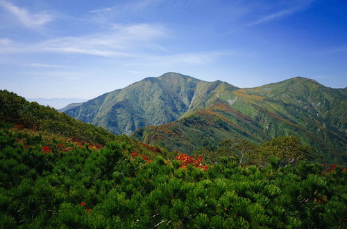 秋のハイマツ帯の向こうに見える日本百名山・大朝日岳の山頂