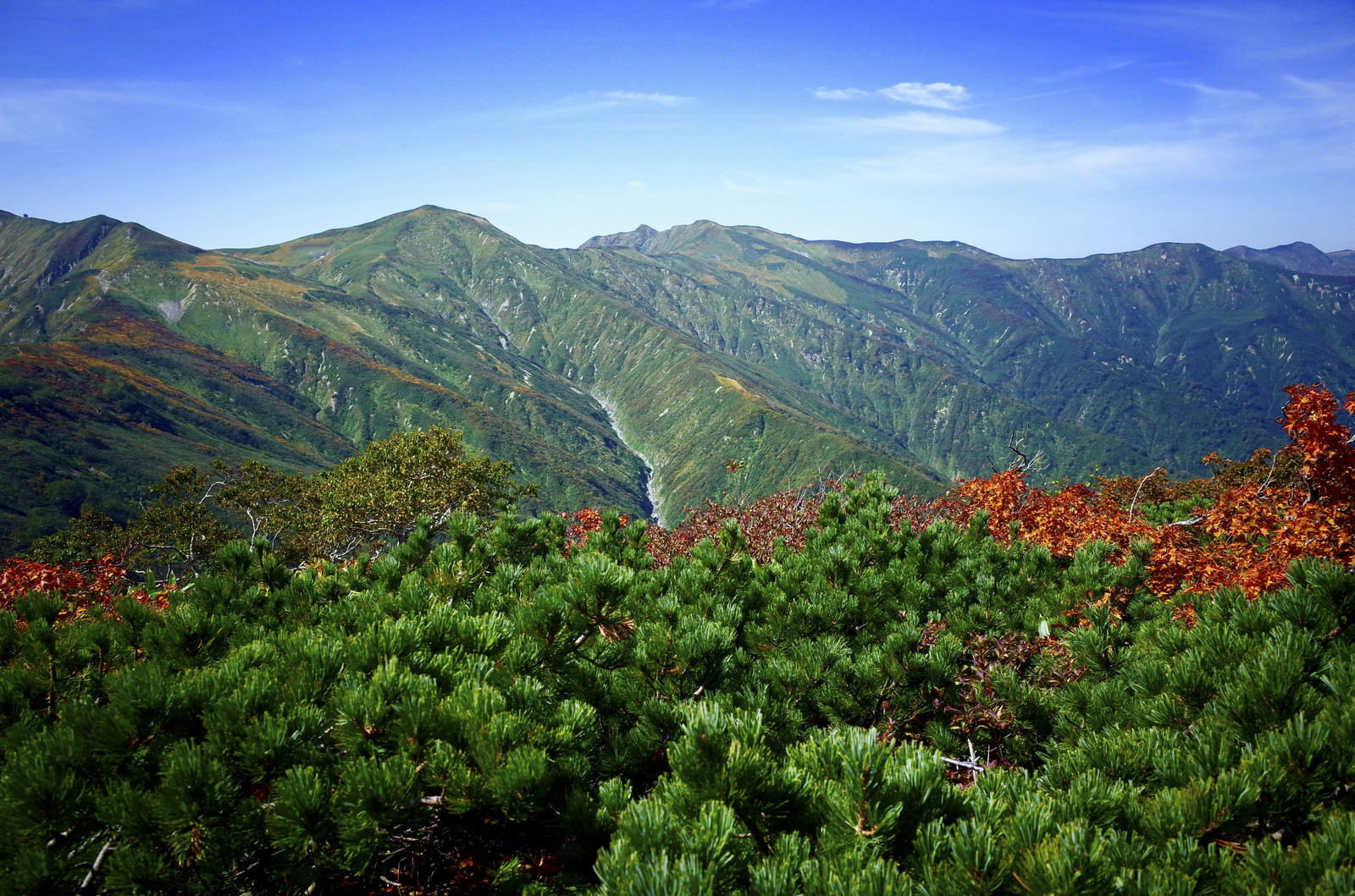 緑のハイマツ越しに見える朝日連峰の雄大な稜線と青空
