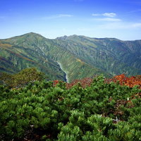 ハイマツの向こうに見える朝日連峰の雄大な稜線の写真