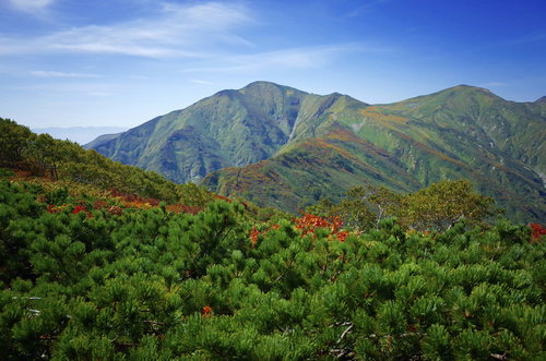 ハイマツ帯の奥に見える日本百名山の大朝日岳