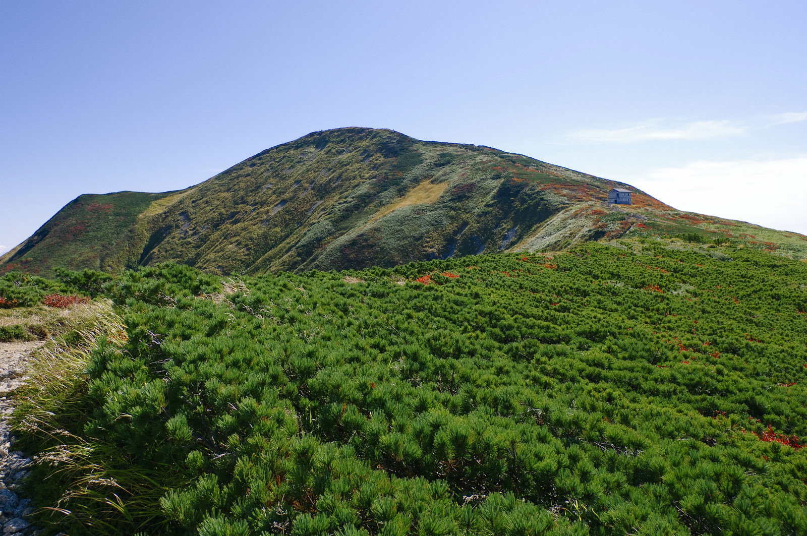 緑のハイマツに覆われた大朝日岳の稜線と青空が広がる山岳風景