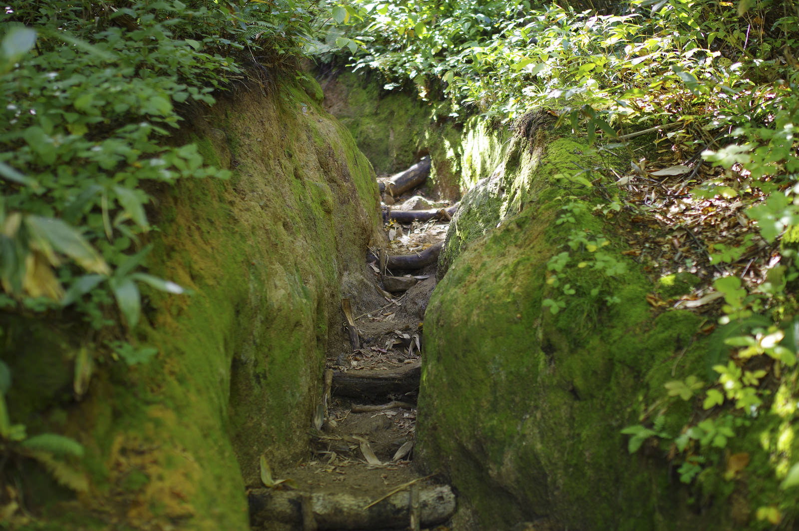 苔むした岩壁に挟まれた石段の山道、緑の植物に覆われた古寺鉱泉ルート