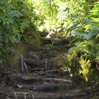 緑の森林に続く木道が整備された古寺山登山道（大朝日岳）の写真