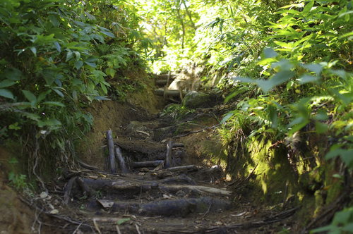 緑の森林に続く木道が整備された古寺山登山道（大朝日岳）