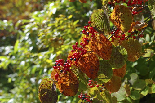 大朝日岳の秋、真っ赤に色づく木々の実と山の自然風景