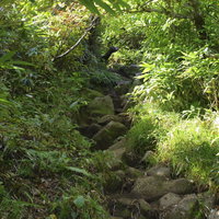 緑に囲まれた石が敷き詰められた古寺山登山道（大朝日岳）の写真