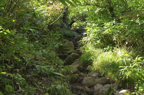緑に囲まれた石が敷き詰められた古寺山登山道（大朝日岳）