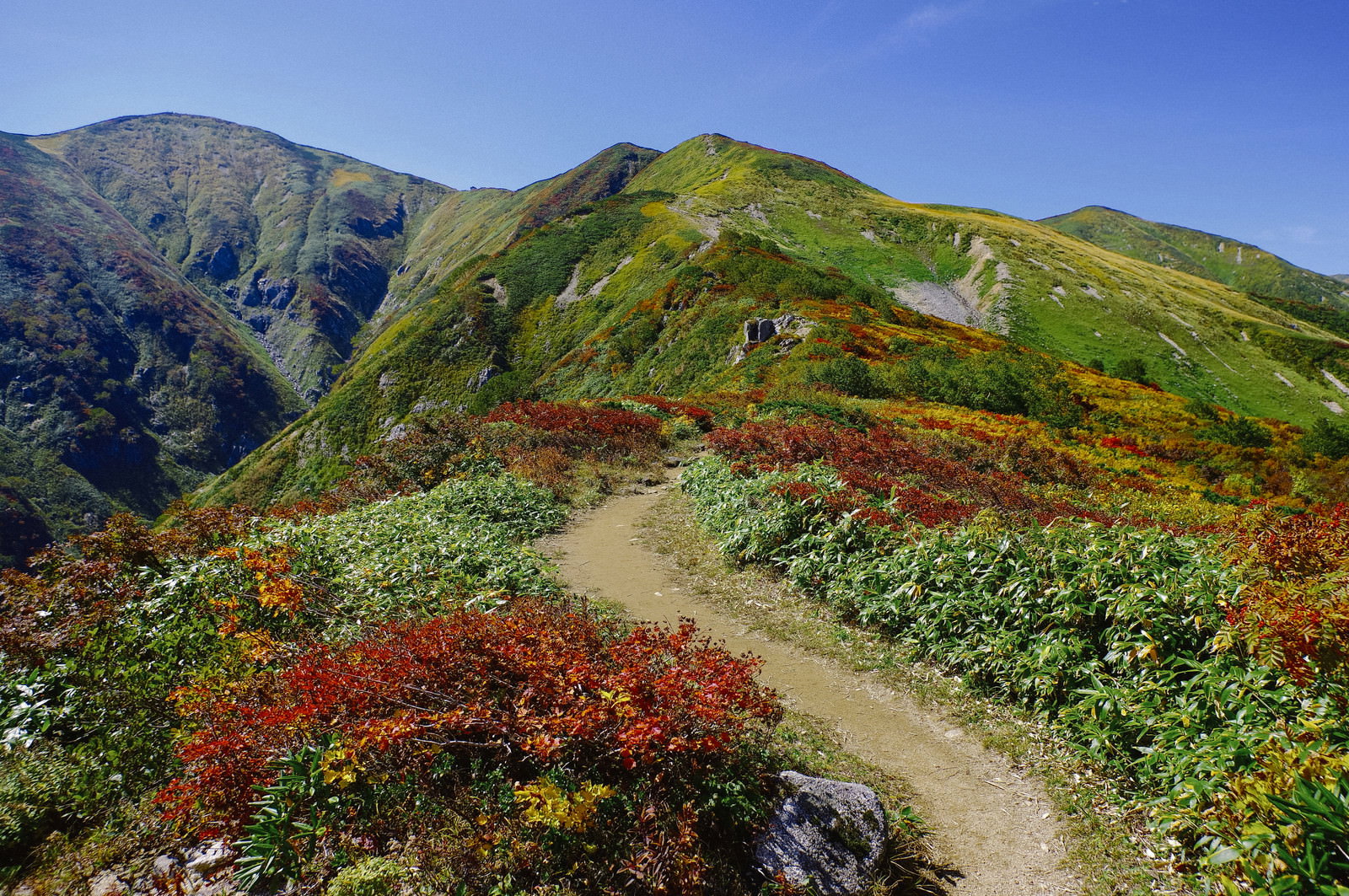 紅葉した山肌に登山道が続く大朝日岳の風景
