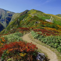紅葉に染まる大朝日岳の登山道を進むハイカーたちの写真
