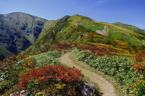 紅葉に染まる大朝日岳の登山道を進むハイカーたち