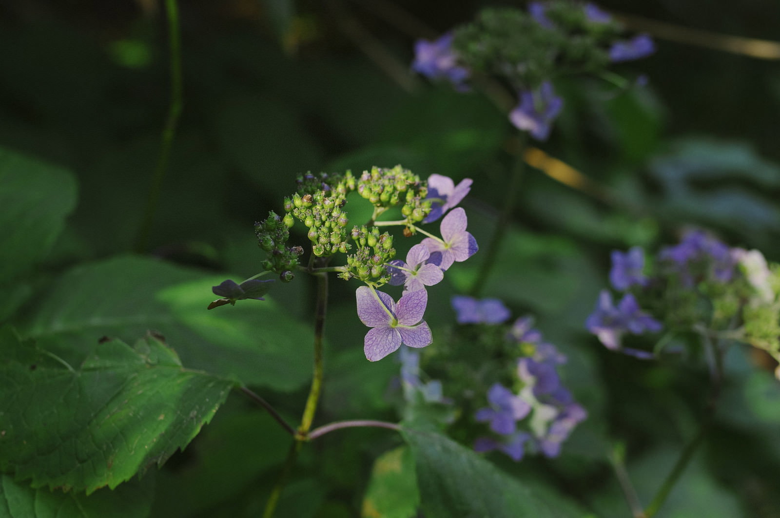 大朝日岳に咲く淡い紫色のヤマアジサイの花