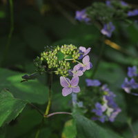 大朝日岳に色づくヤマアジサイの写真