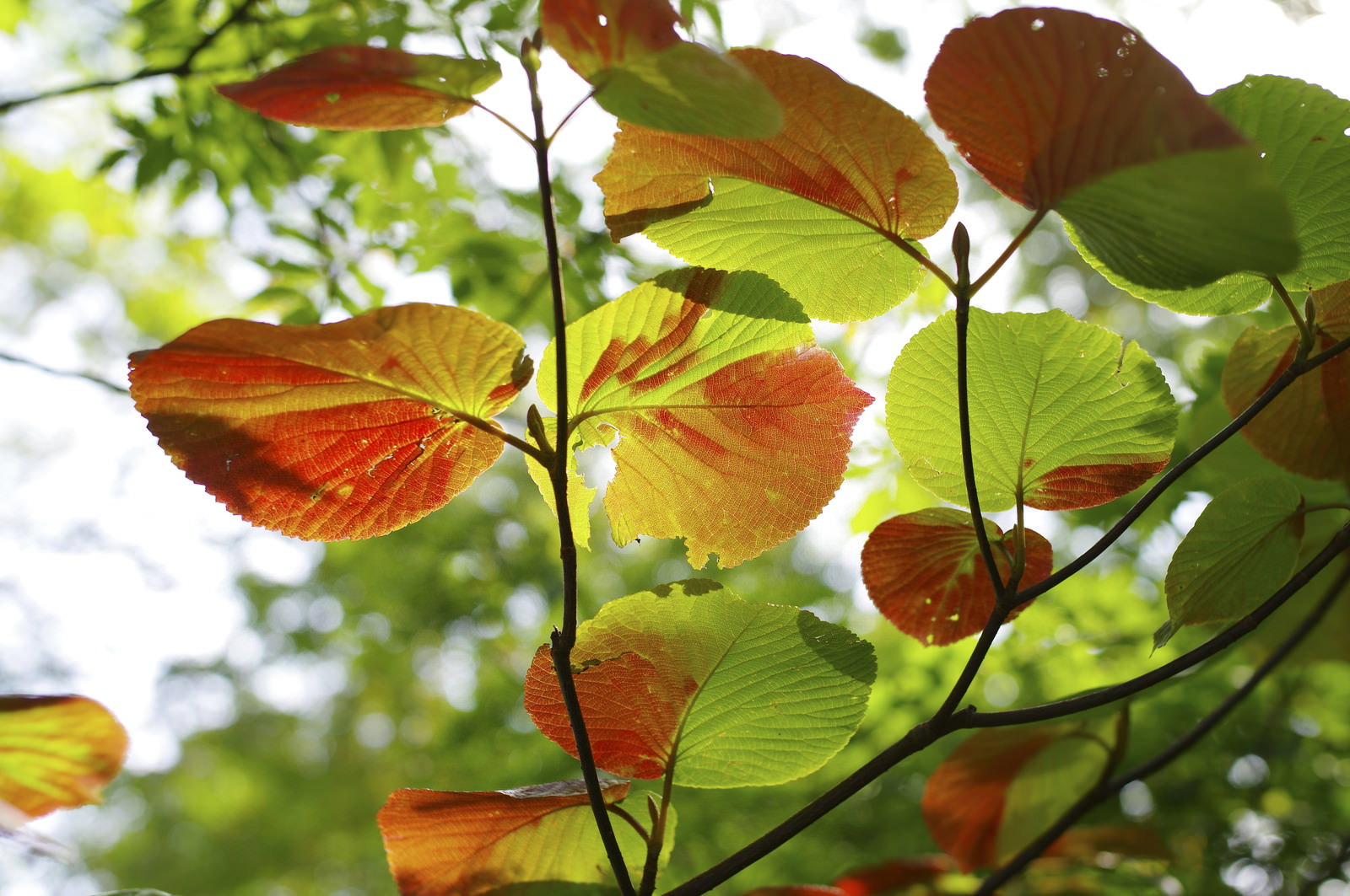赤く色づいた紅葉の葉が緑の葉と混在して枝に付いている様子