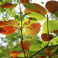 赤く色づく紅葉と緑の葉が混在する秋の枝の風景の写真