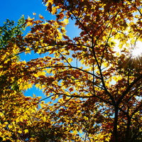 大朝日岳の黄葉と青空と光芒 秋の登山で撮影した山景色の写真