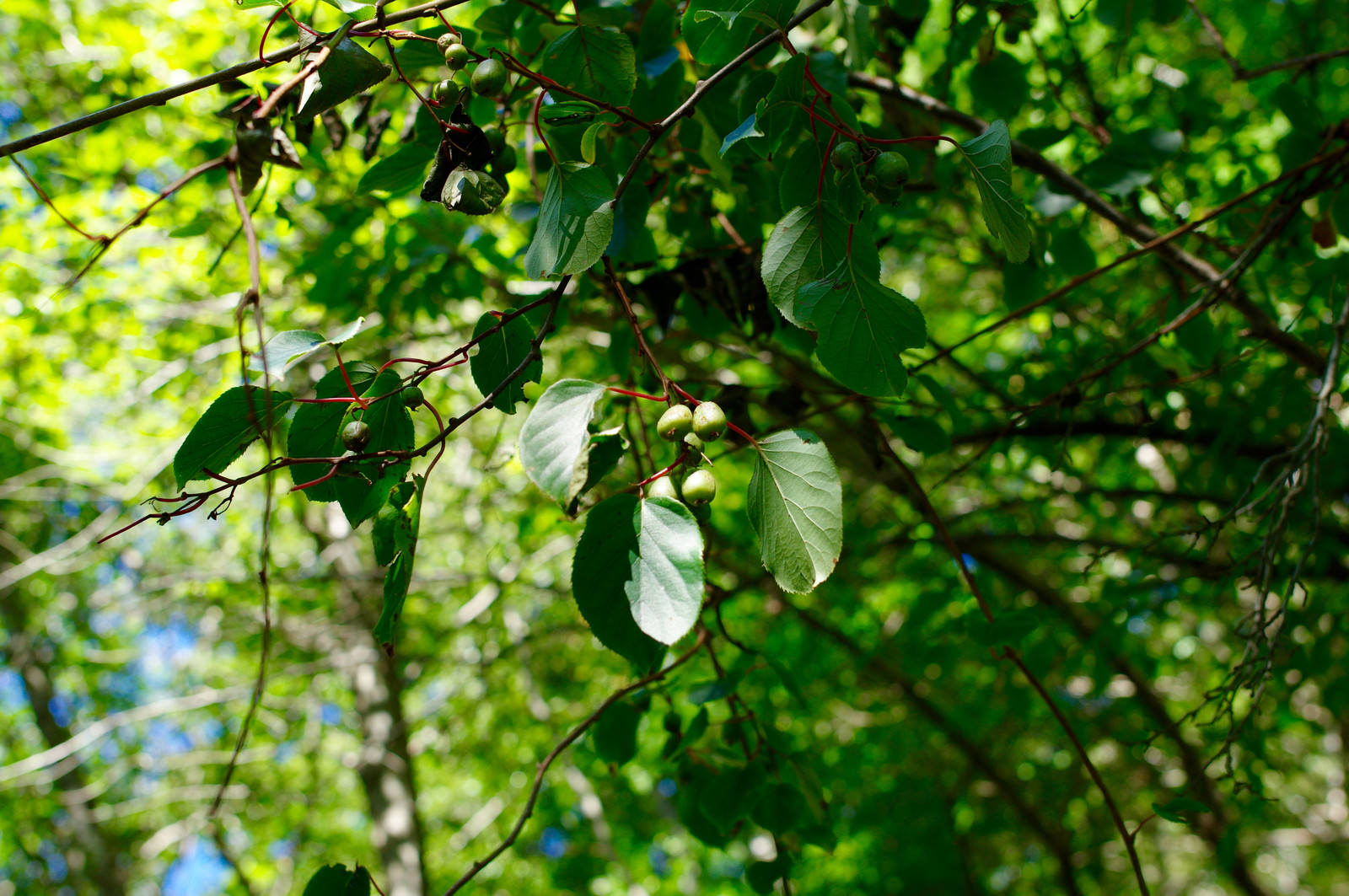 登山道の緑の葉の中に小さな実をつけたサルナシのつる植物