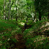 笹が生い茂る男体山の登山道を歩く登山者たちの写真
