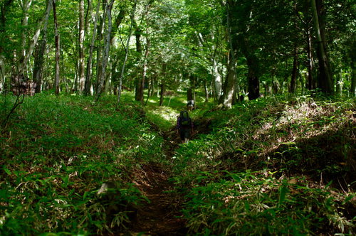 笹が生い茂る男体山の登山道を歩く登山者たち