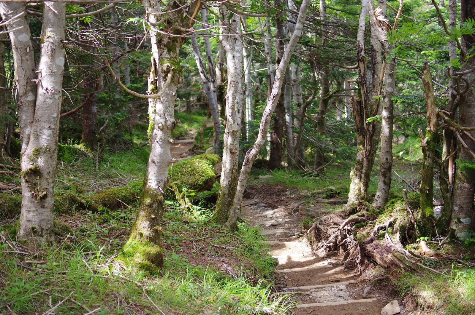 白い樹皮のカバノキが立ち並ぶ森の中を通る登山道