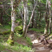 白い樹皮のカバノキが生い茂る聖岳の登山道の写真