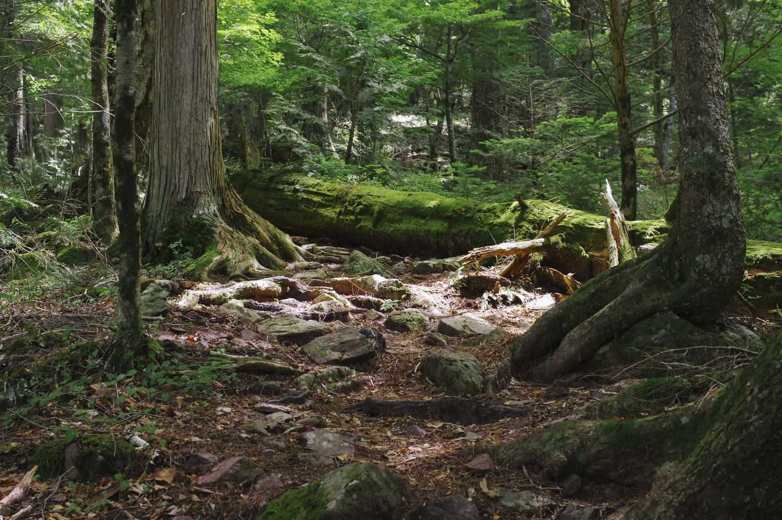 苔に覆われた巨木が並ぶ聖岳の登山道