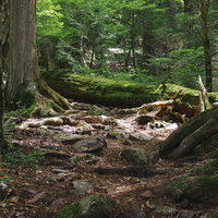 コケに包まれる巨木が何本もある聖岳登山道の写真