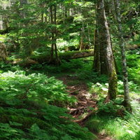 シダが生い茂る聖岳の登山道を行く登山者の様子の写真